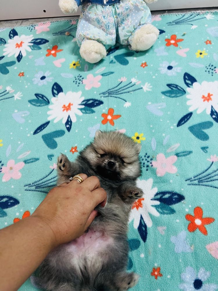 Spitz alemao anao