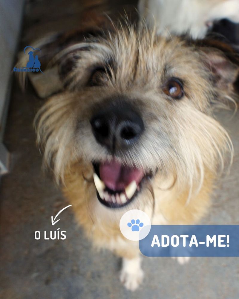 Luis - cao de porte medio