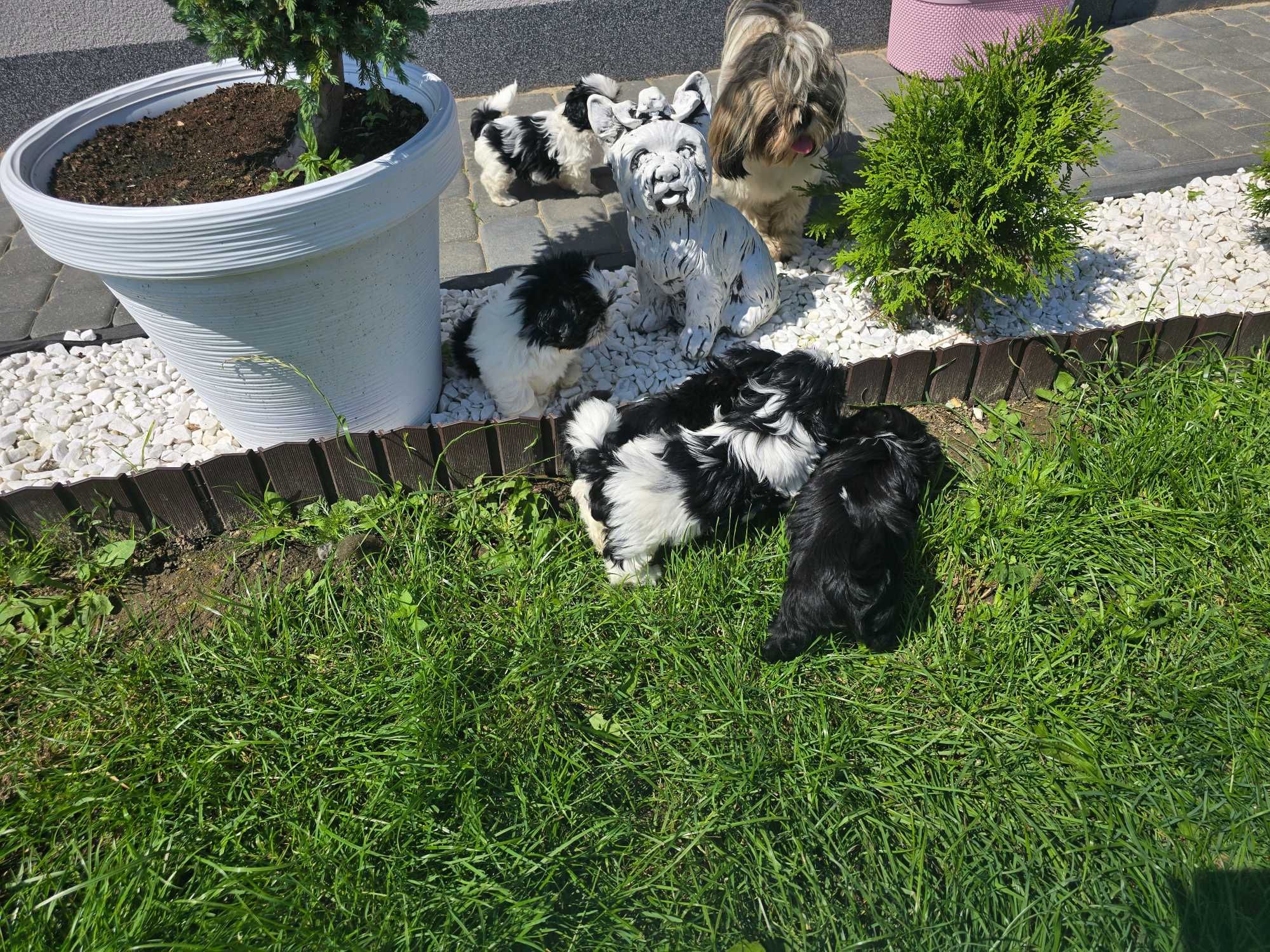 Szczenieta shih tzu