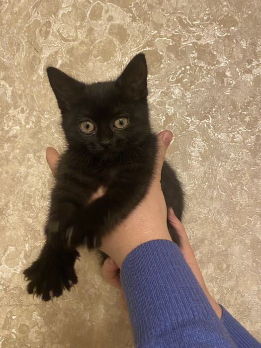 Віддам двох чорних кішок