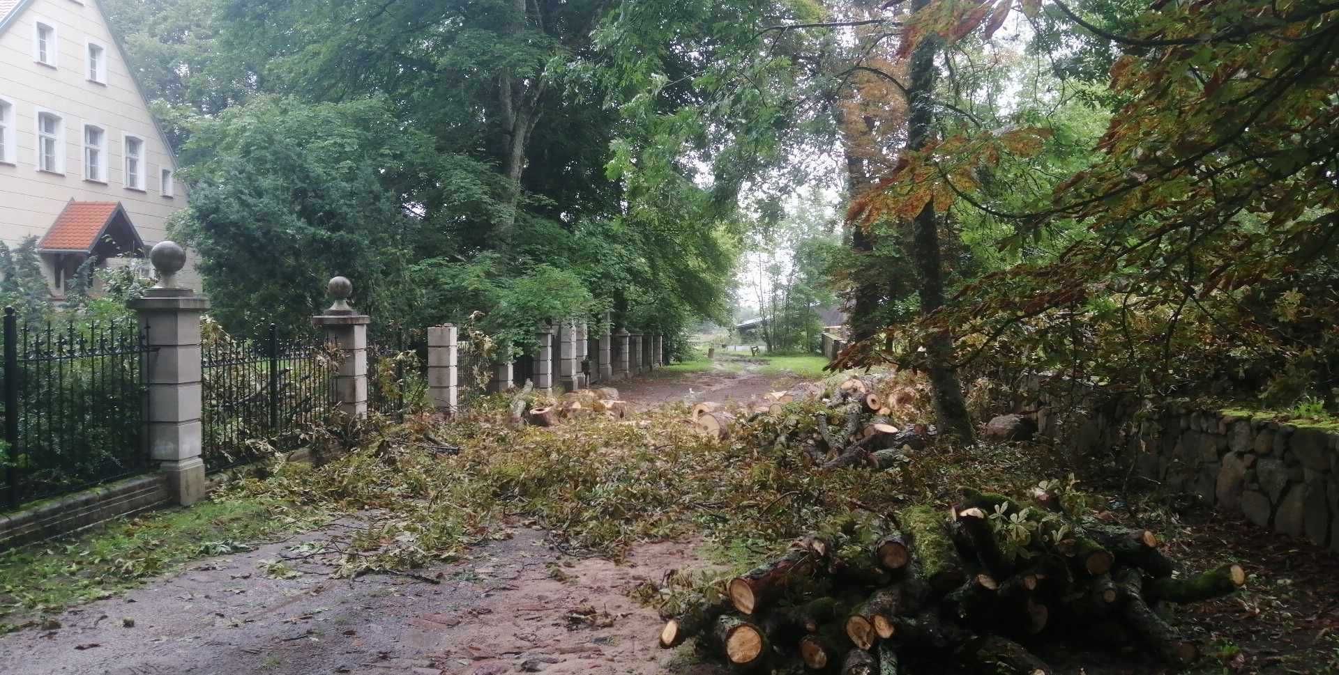 Cięcie, rabanie drewna, ścinanie drzew.