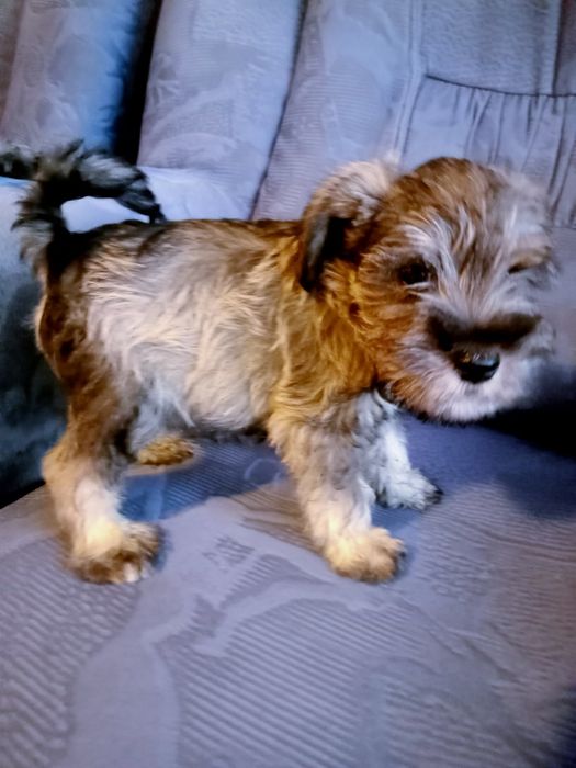 Sznaucer miniaturowy sól -pieprz z rodowodem piesek