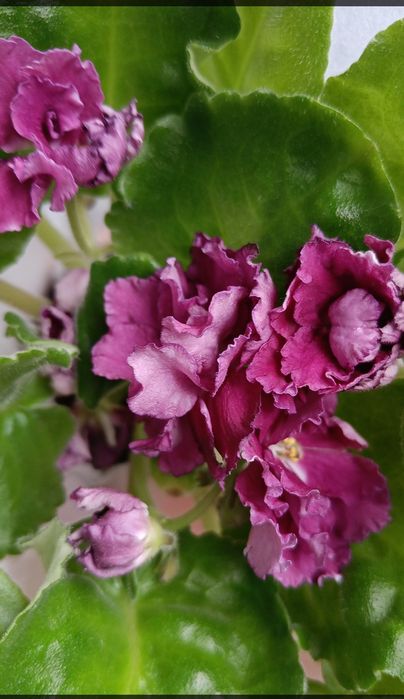 Фіалочки, гіпераструм