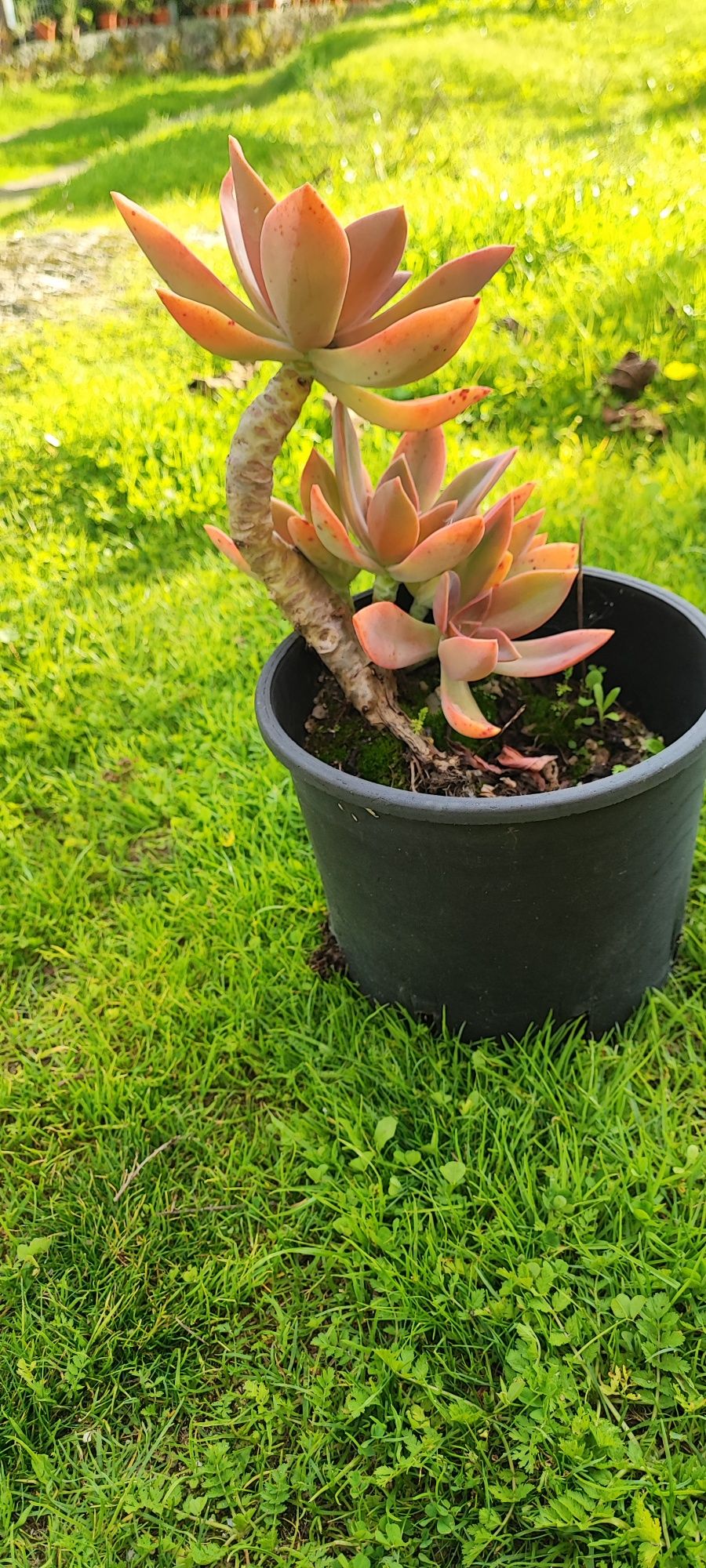 Planta suculenta