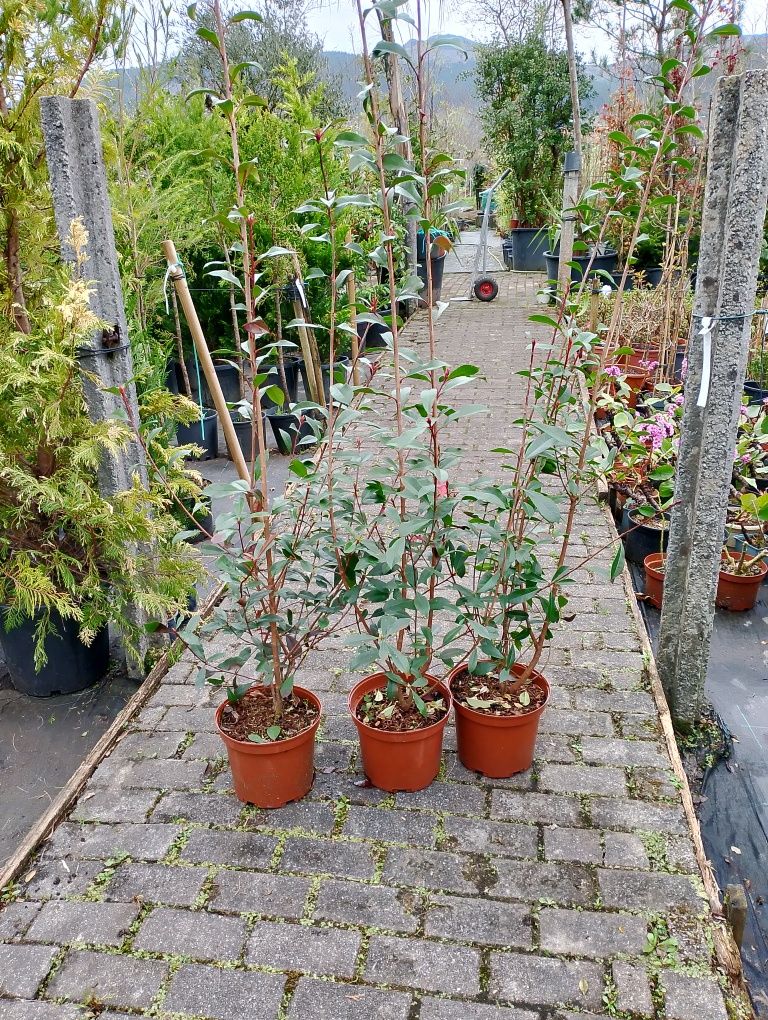 Várias plantas/ relva