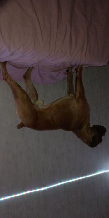 Боксер ищет подружку