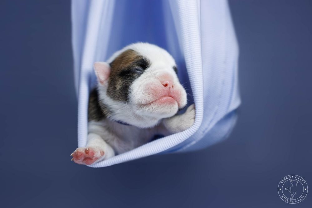 Buldog angielski chłopak FCI