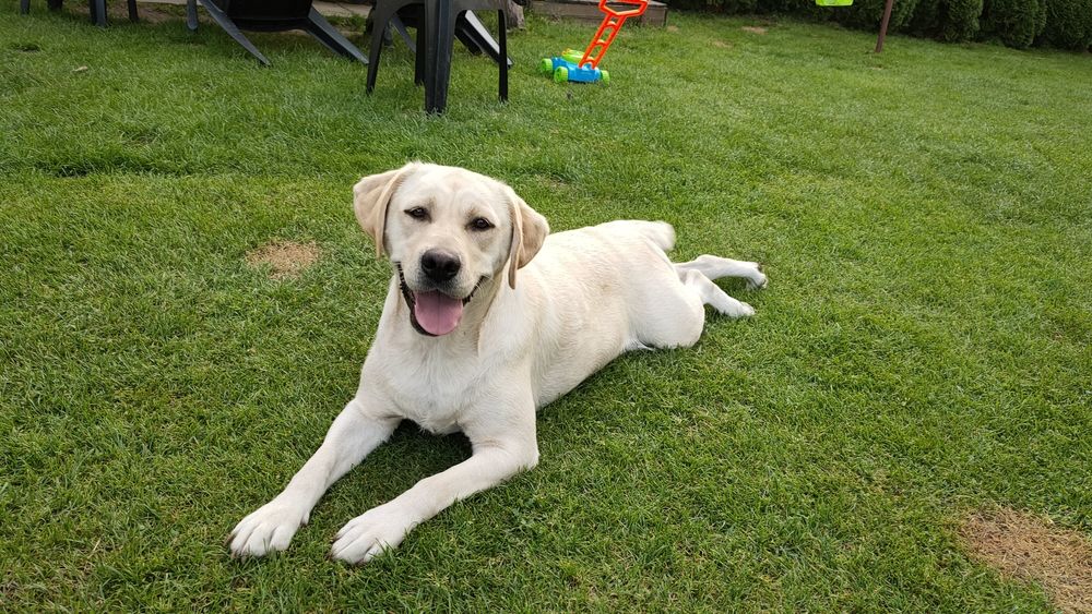 Labrador Retriever! Biszkoptowy pies! Grubej kości!