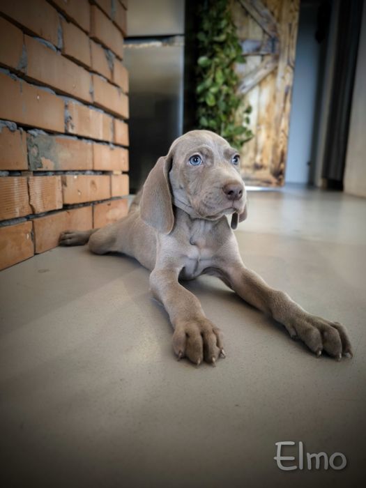 Wyżeł weimarski krótkowłosy