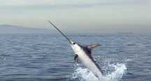 Espada (Rostrum) de Swordfish com 90 cm e base em madeira