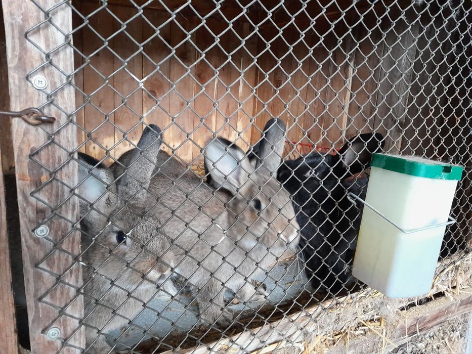 Kroliki duze mieszance