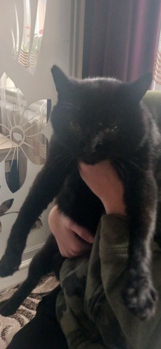 Кот Барс домашній