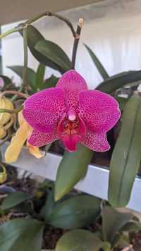 Орхидея фаленопсис Ma cherie