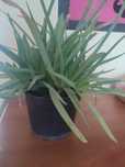 Aloes pełna doniczka