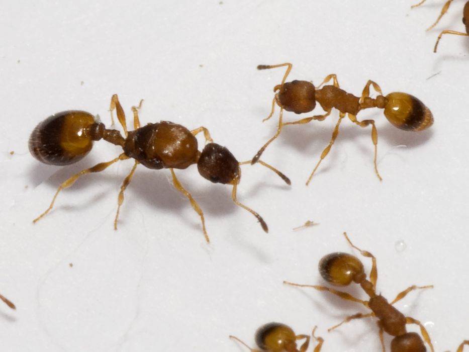 temnothorax unifasciatus поймал в 2025