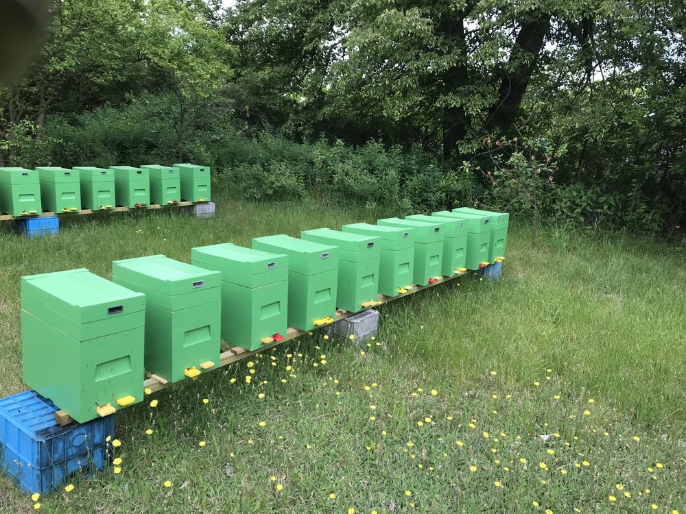Zapisy na odkłady pszczele 2024 ramka wielkopolska, pszczoły, pasieka