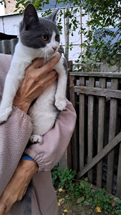Котик хлопчик шукає дім та родину