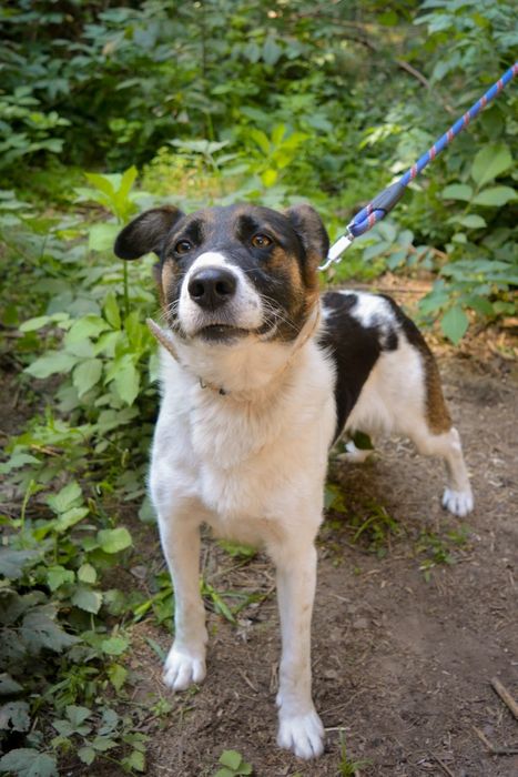 Piękny piesek w łatki szuka domu