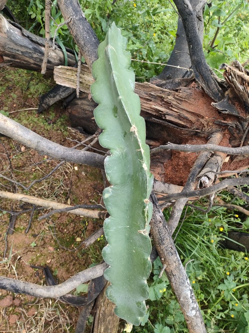 Venda de plantas