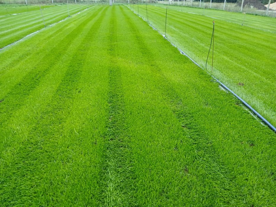 Trawa z rolki sprzedam