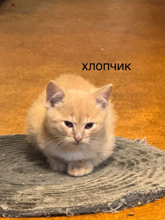Віддам кошенят у добрі руки
