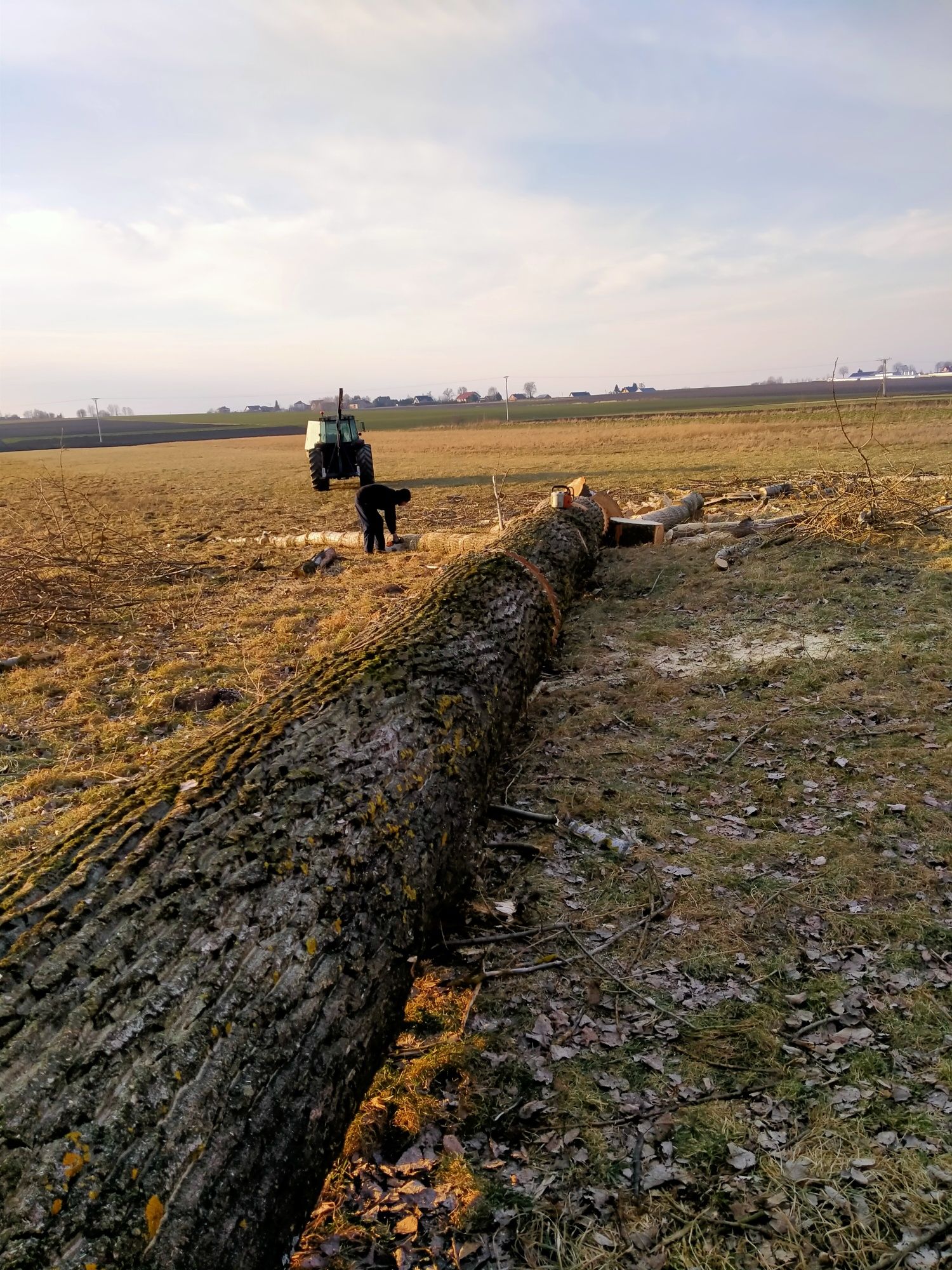 Wycinka, przycinka drzew, Usługi zwyżką