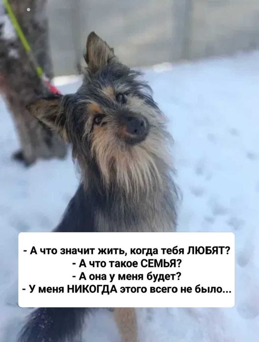 Очаровательная собачка ищет семью