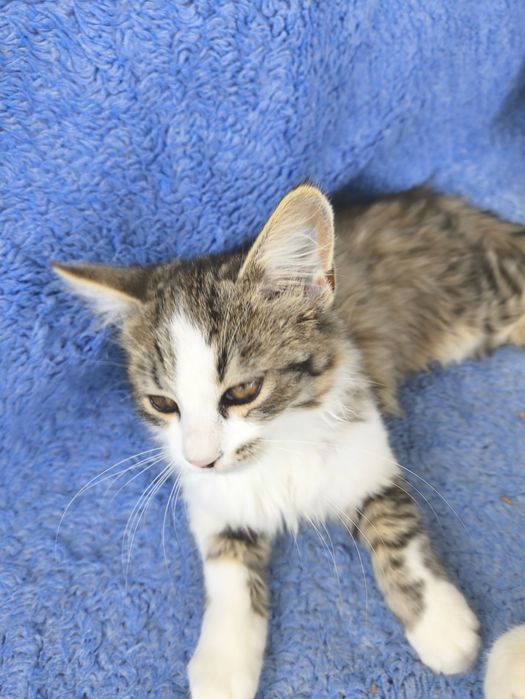 Котики 3 місяця.