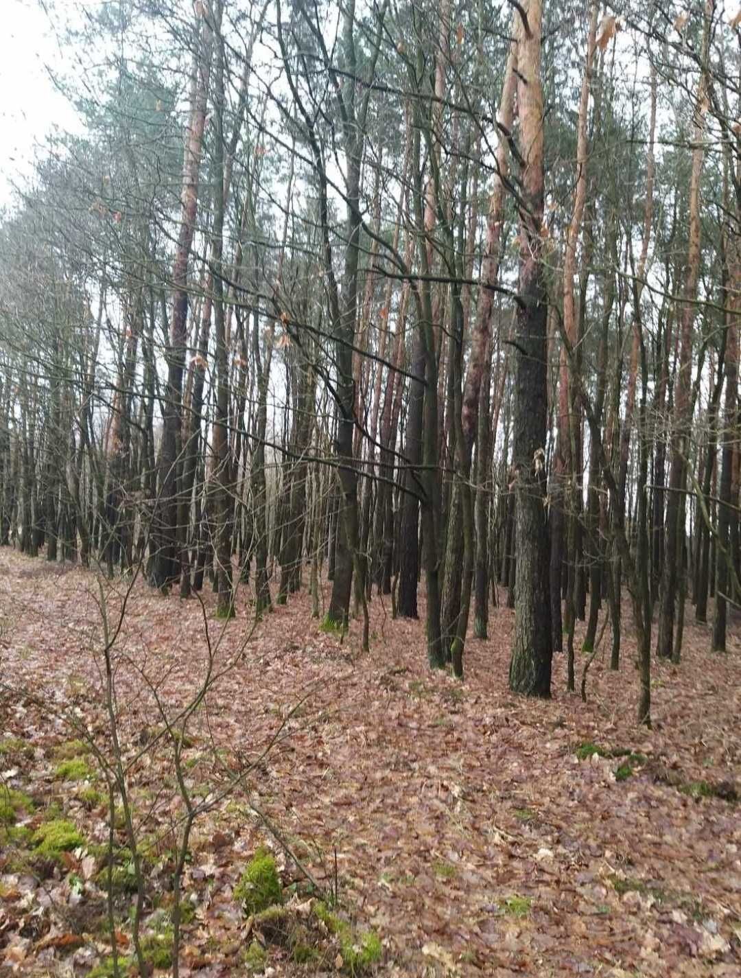 Sprzedam sosnę opałową na pniu