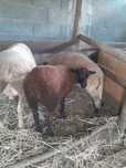 Borrega merina preto femia