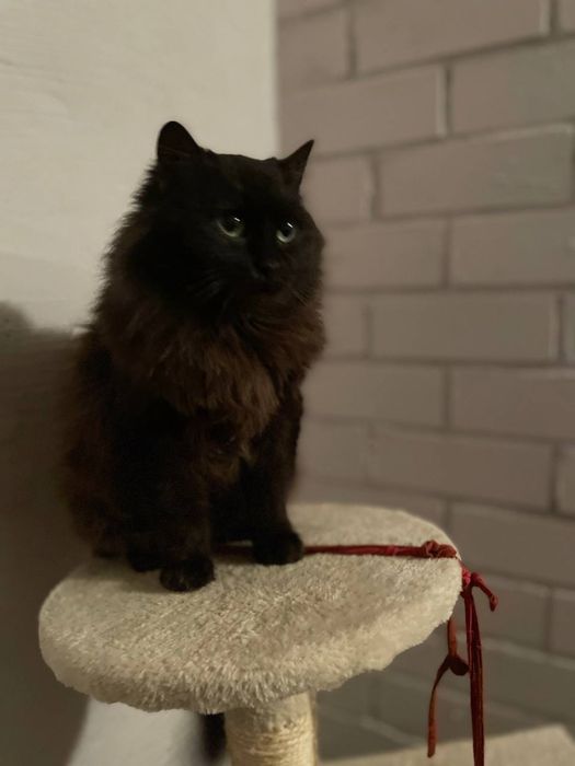 Тендітна красуня Пепсі шукає дім