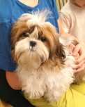 Shih tzu z domowej hodowli
