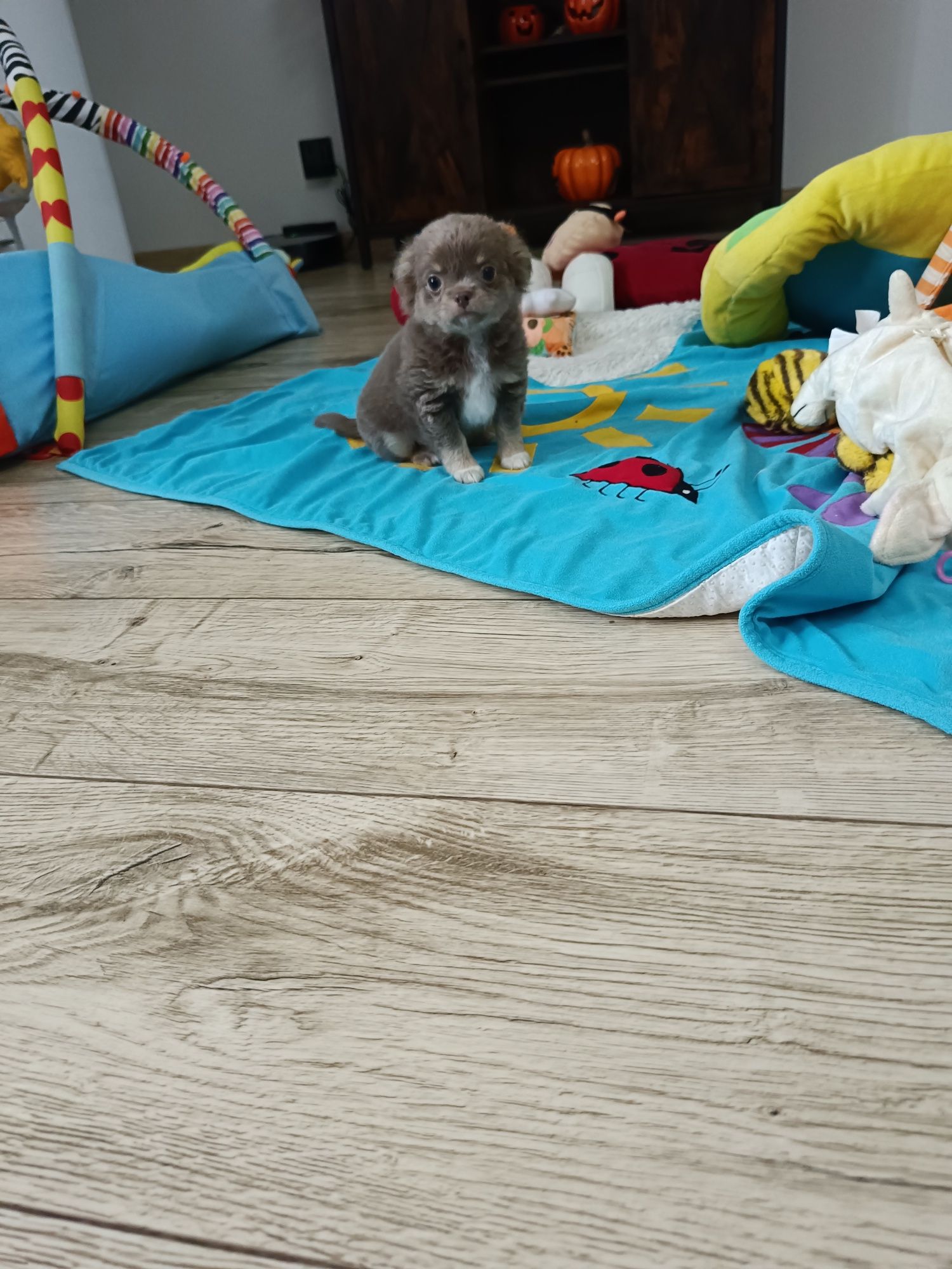 *** Gotowy Do Odbioru *** Śliczny Liliowy Chłopczyk Chihuahua ***