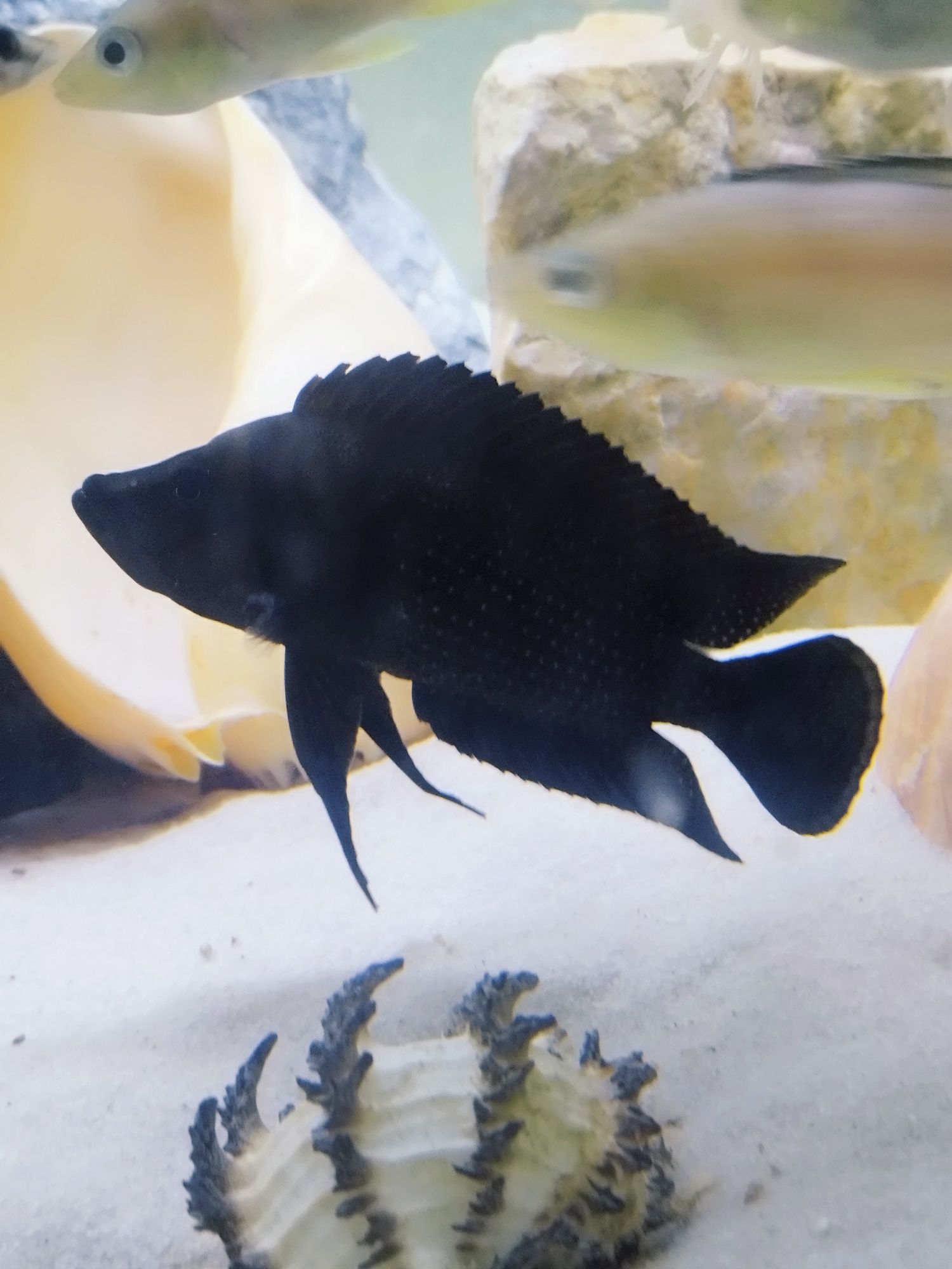 Altolamprologus calvus Black pectoral tanganika