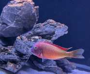Tropheus Ilangis f1, ciclideos africanos, lago tanganyika