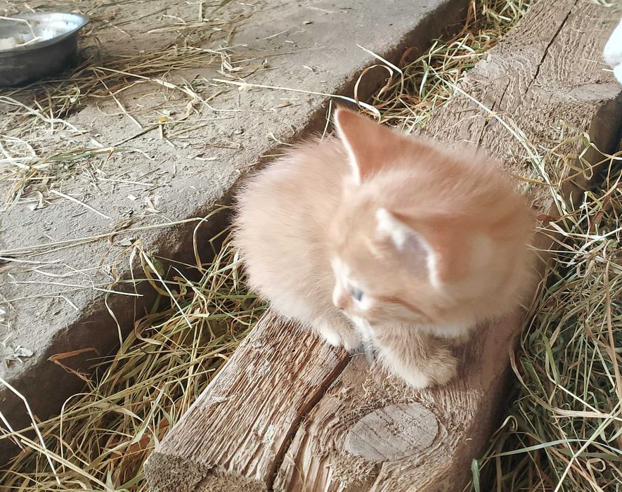 Oddam kotki w dobre ręce!!!