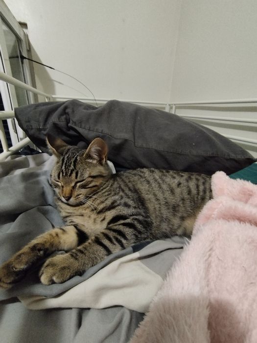 Gatinha para adoção responsável