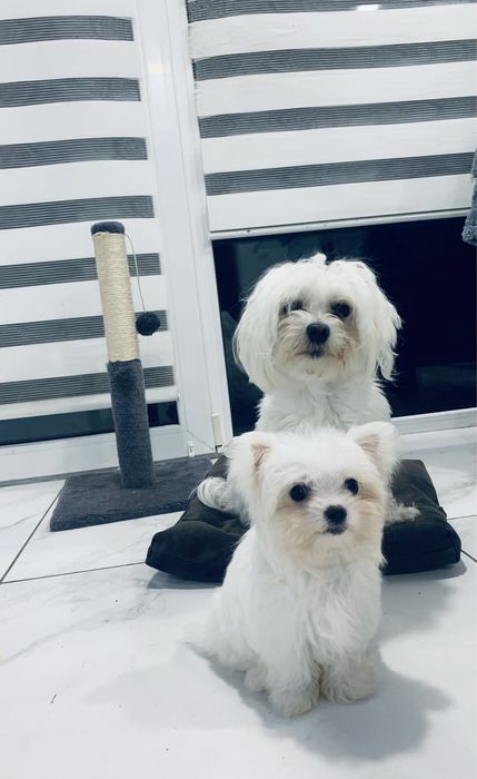 Мальтійська болонка