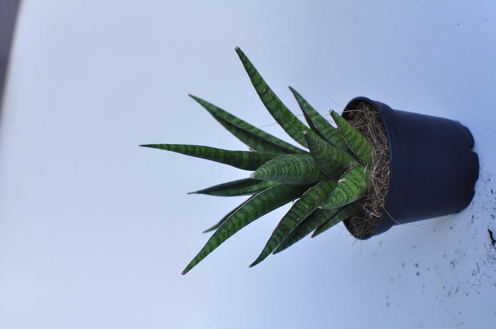 Sansevieria ''Boogie Woogie'' - dwie do wyboru