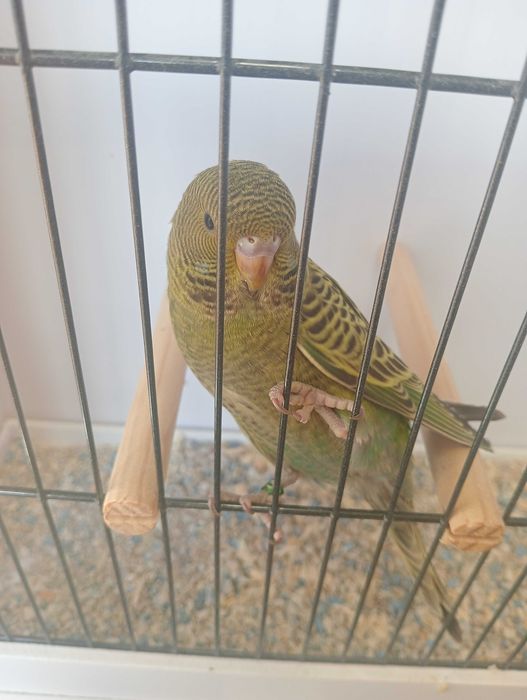 Piriquitos Black face 2025