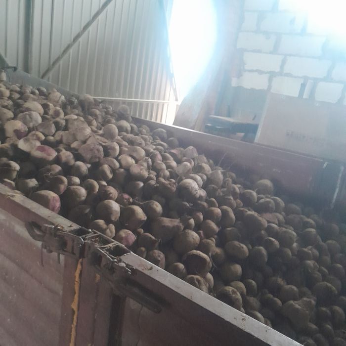 Buraki ćwikłowy , czerwony na  pasza Odpadowy