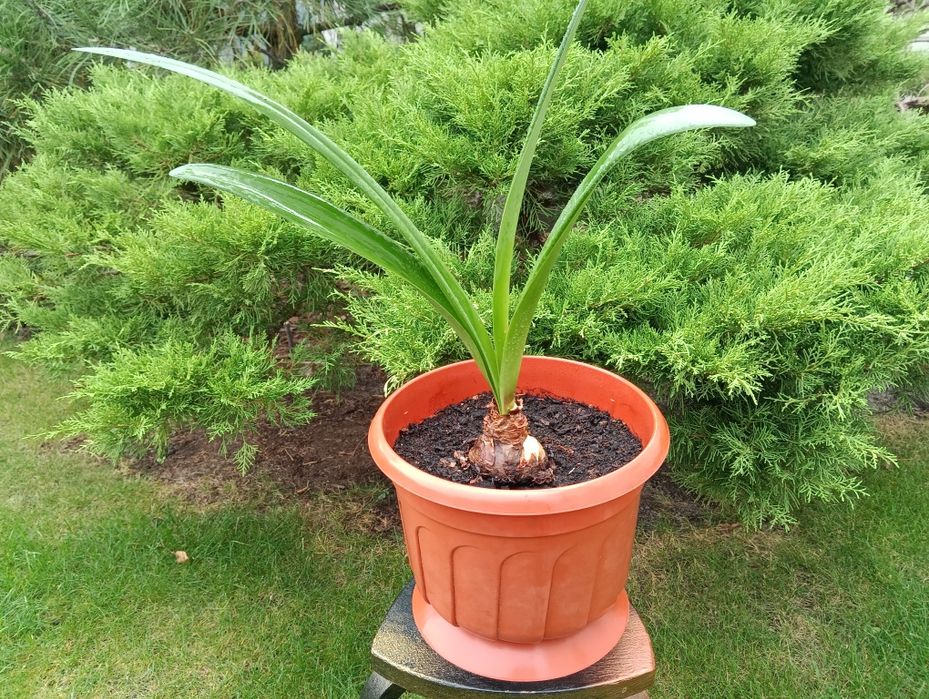 лекарственное растение индийский лук - птицемлечник и Гипераструм