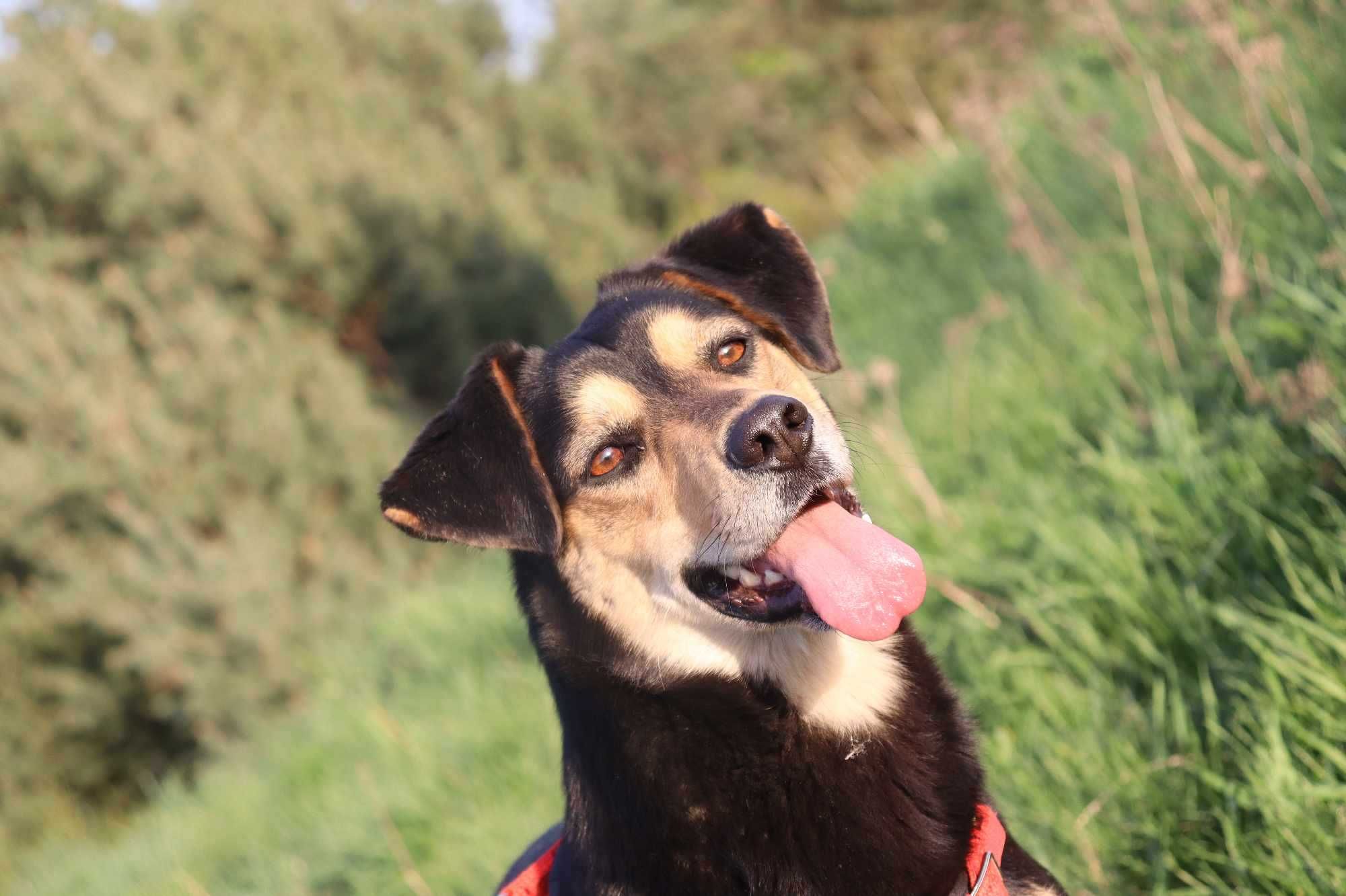 Cudowna Słodka do adopcji