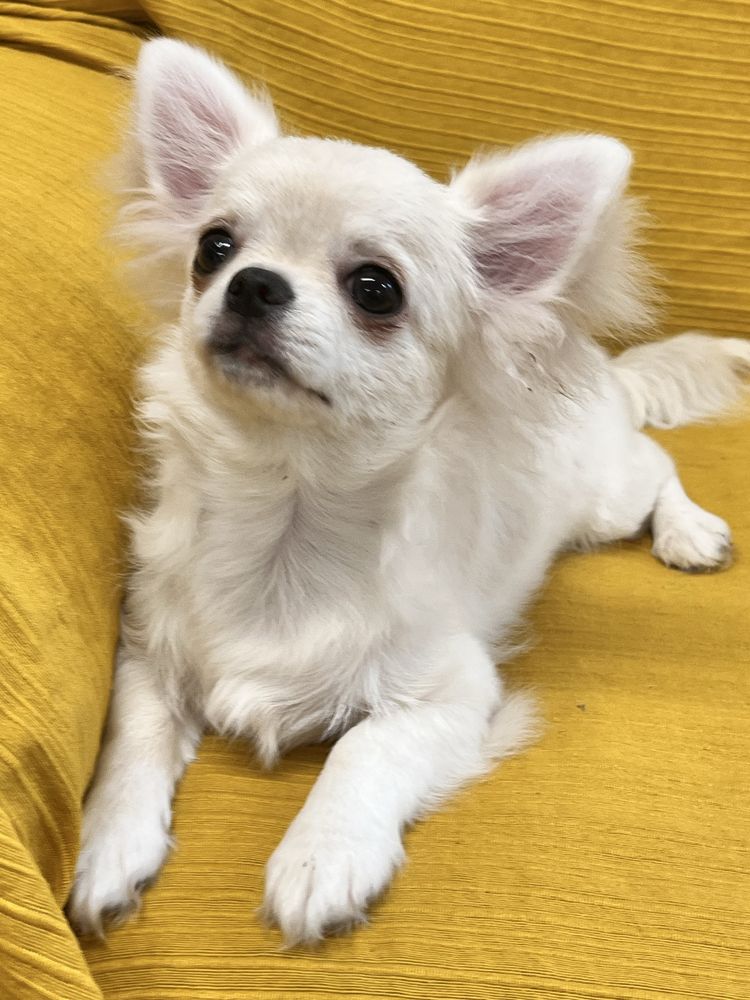 CHIHUAHUA MACHO DISPONIVEL