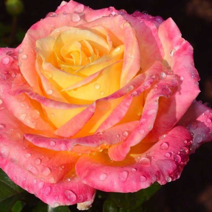 Саженці троянд: кустові, плетисті, бордюрні, англійські, штамбові