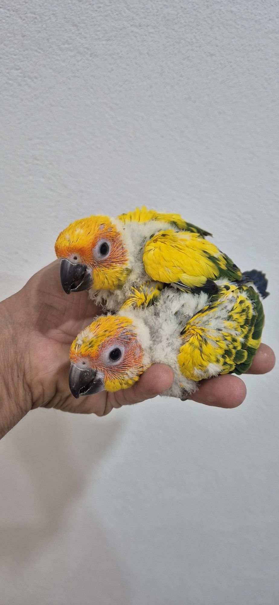 Aratinga e pyrrhuras criadas à mão