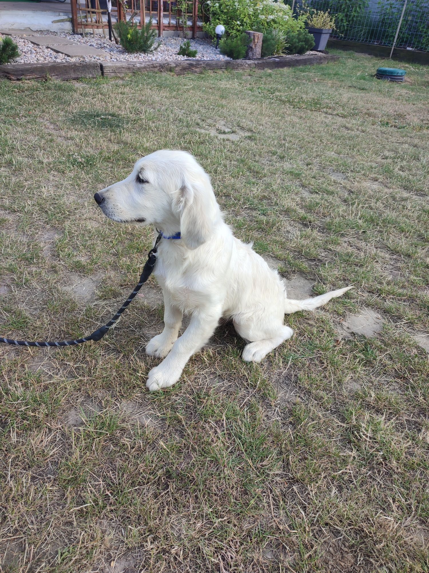 Golden retriever