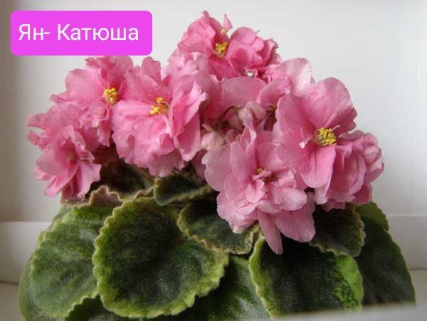 Фіалка,набір 10 шт