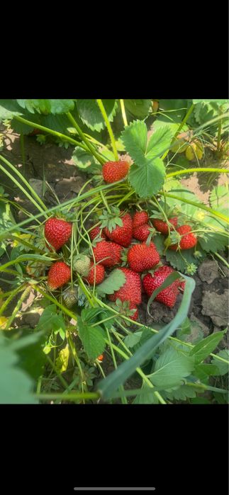 Саженцы клубники Мурано,Кабрилло ( розсада полуниці) ремонтантные