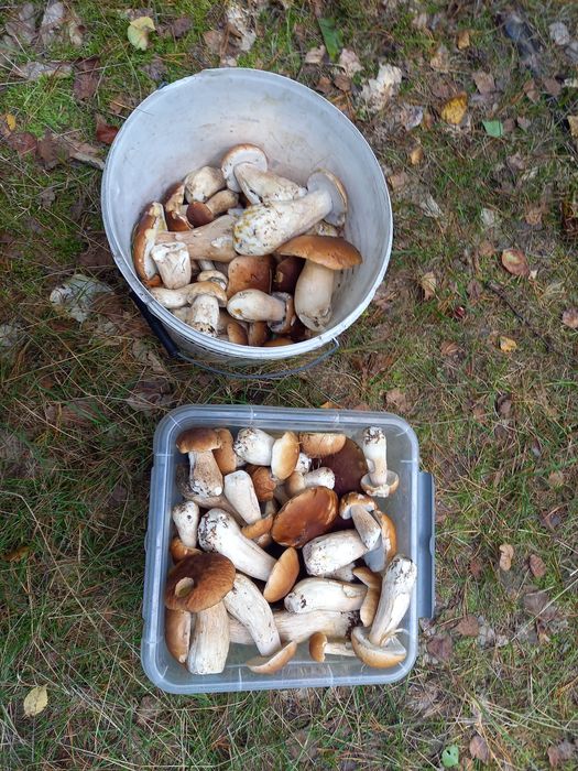Borowiki szlachetne 5kg  1 klasa bez robaków